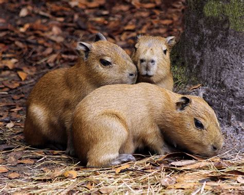 Trio of Capybara Babies Born at Brevard Zoo | Capivara, Capivaras, Filhotes