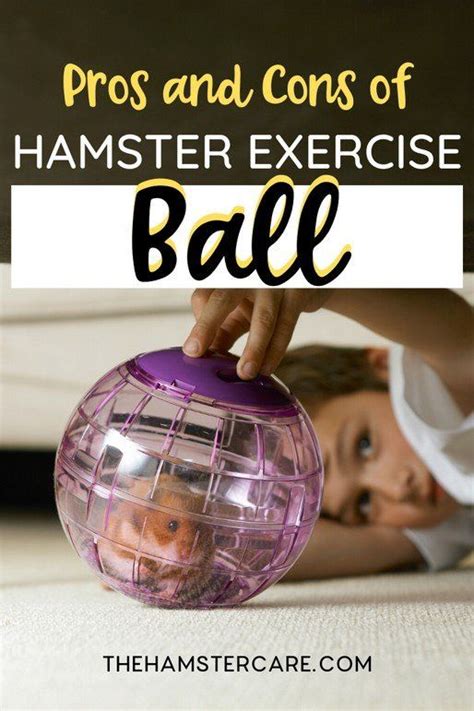 Is Hamster Ball Safe? Pros and cons of a hamster exercise ball | Hamster care, Ball exercises ...