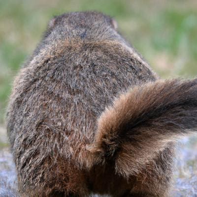 Groundhogs Tails – Everything You Need to Know! – Outlife Expert