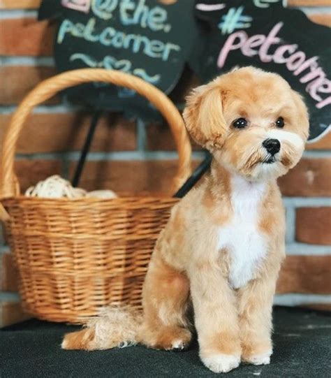 Maltipoo dog breed your guide to the adorable maltese poodle mix – Artofit