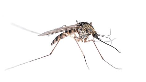 What Do Mosquitoes Look Like? - Vermont Pest Control - Local Pest Control Services