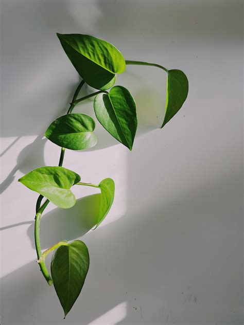 Jade Pothos Epipremnum Aureum Propagation Clipping - Etsy