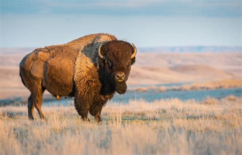 Etats-Unis : le gouvernement organise une chasse aux bisons dans le Grand Canyon - Chassons.com