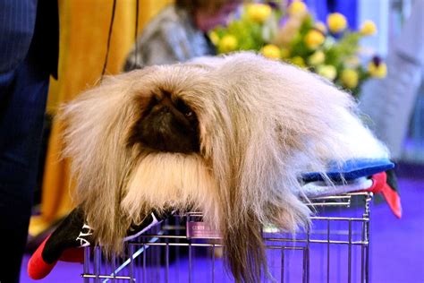 2023 Westminster Dog Show: Dogs Competing in Best in Show Round