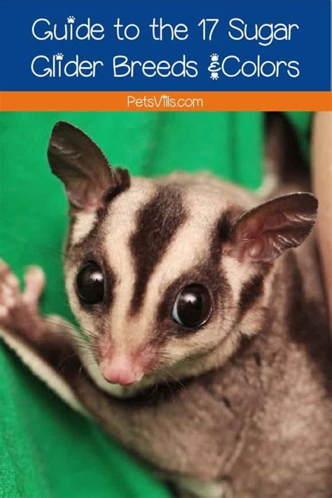 Guide to the 17 Different Sugar Glider Breeds and Colors - Petsvills ...