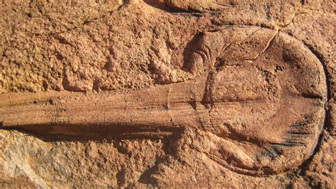 How Earth's oldest animals were fossilized | Science | AAAS