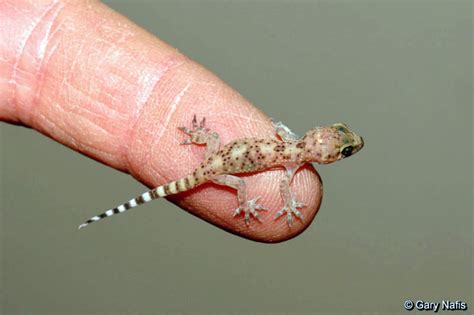 Mediterranean House Gecko - Hemidactylus turcicus