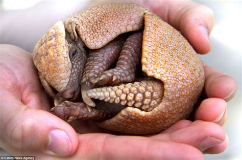 No larger than a golf ball, this baby armadillo is melting everyone's ...