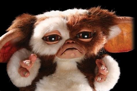 Gizmo - Gizmo Photo (807423) - Fanpop