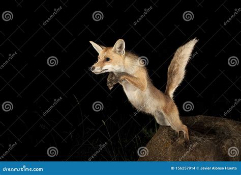 Fox, Vulpes Vulpes, Jumping from a Stone Stock Photo - Image of europe ...