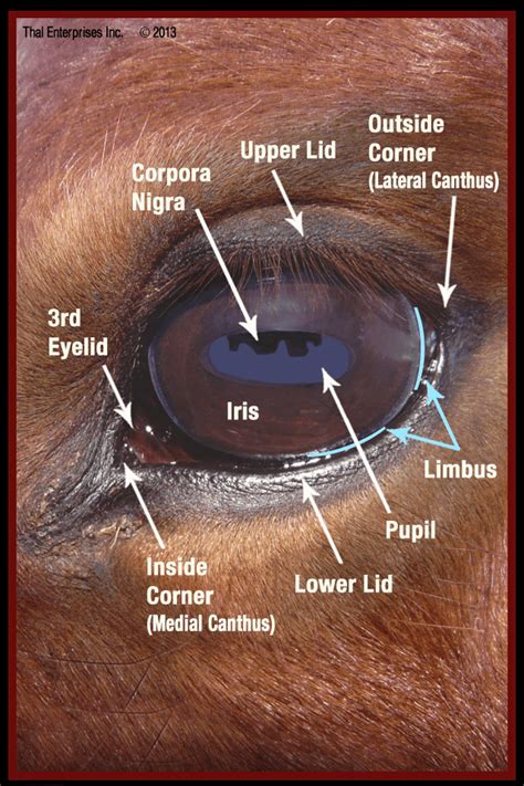 Here's Mud in your Eye | EQUINE Ink