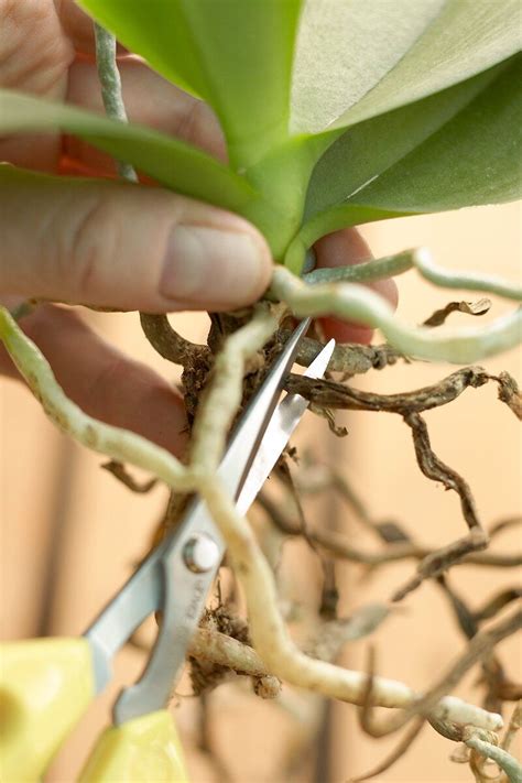clipping-dead-roots-orchid-66986aa0 Orchids In Water, Indoor Orchids ...