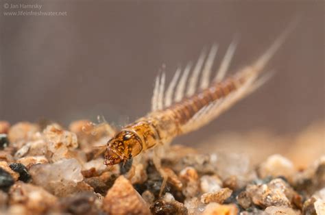 Images tagged "alderfly-larva" - LIFE IN FRESHWATER