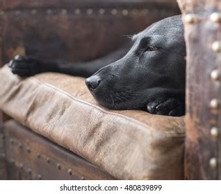 125 Old Black Lab Sleeping Images, Stock Photos & Vectors | Shutterstock