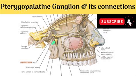 Pterygopalatine Ganglion | Situation | Relations | Connections | Branches | Clinical Anatomy ...