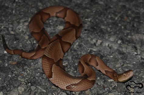 Southern Copperhead (A Guide to Snakes of Southeast Texas) · iNaturalist