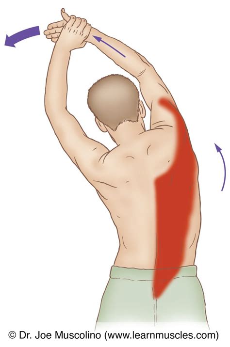 Latissimus Dorsi Stretch Chart Poster Laminated | ubicaciondepersonas.cdmx.gob.mx