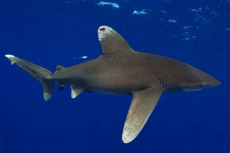 Proposed Threatened Listing for the Oceanic Whitetip Shark - Epic Diving