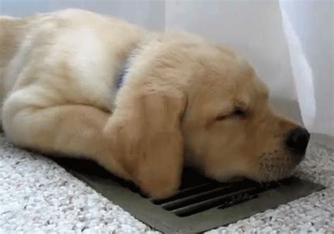 21 GIFs of Dogs Who Don't Want to Get Out of Bed | The Barkpost