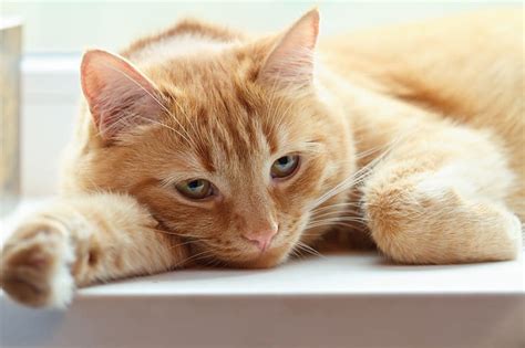 Cat Limping - When to Head to The Vet | American Pet Hospital