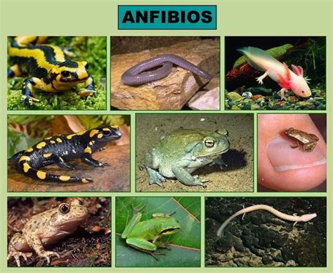 El Monstruito en Monteagudo: Vertebrados IV- Anfibios.