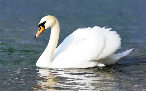 Mute Swan | Bird Identification Guide | Bird Spot