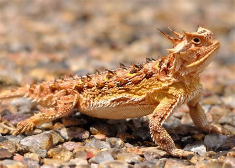 Desert Horned Lizard | NatureRules1 Wiki | Fandom