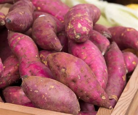 How To Grow Purple Yam In Container? - Grower Today