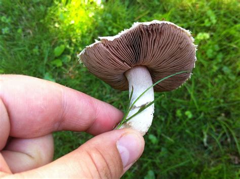 field mushroom, edible by choice