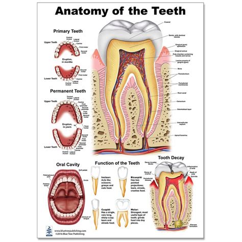 Teeth Anatomy Large Poster