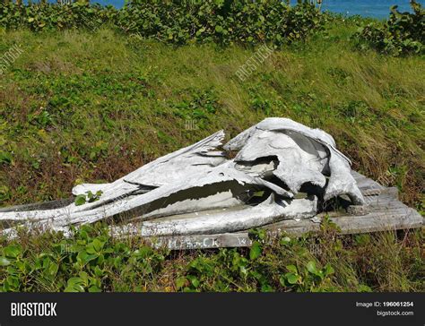 Humpback Whale Skull Image & Photo (Free Trial) | Bigstock