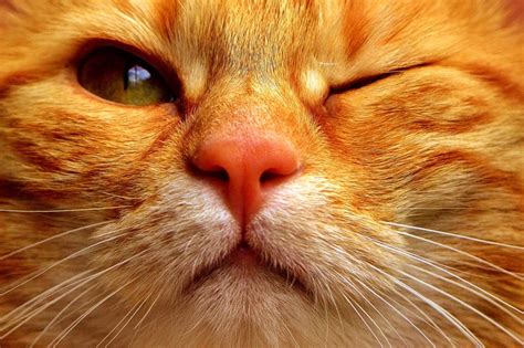 Conjunctivitis In Cats How Long Does It Last? - The Pet Town