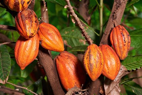 Breathing new life into Trinidad and Tobago’s cocoa sector