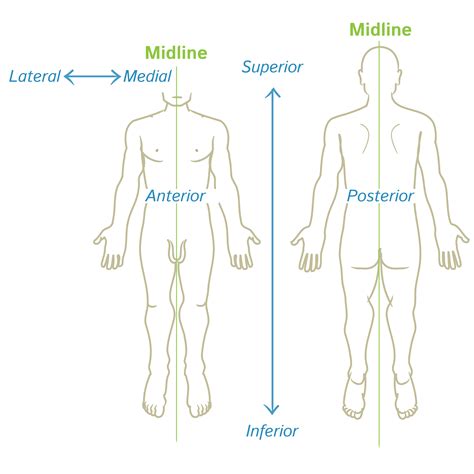 Gross Anatomy Glossary: Anatomical Orientation