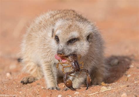 Marvellous meerkats - mongooses of the desert - Africa Geographic