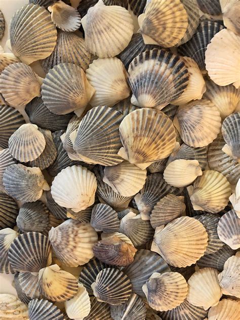 SCALLOP SHELLS Sea Shells Shells Craft Beach Decor Nautical Diy Centerpiece Found on the Beaches ...