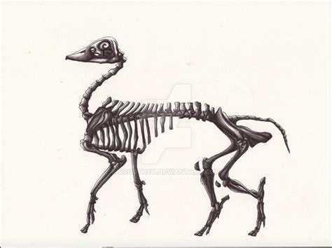 Duck/ Boar skeleton by Rsouthey on DeviantArt