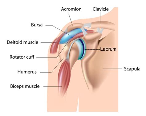 9 Best Torn Labrum Rehab Exercises - Baseball Solution