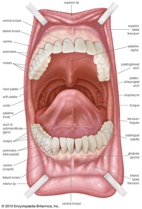 Inside Of A Mouth Diagram