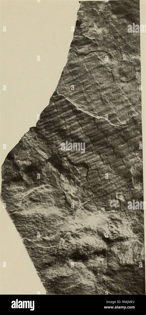 Fossil fish scales hi-res stock photography and images - Alamy