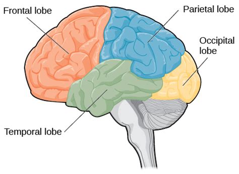 Lobes of the Brain – General Psychology