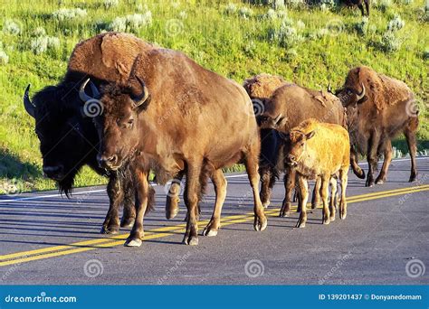 Herd of Bison Walking on the Road in Yellowstone National Park, Wyoming Stock Image - Image of ...