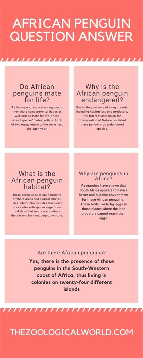Best 10 African penguin Fact, Habitat, Diet, lifespan - Zoological World