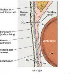 Ch. 23 - External Respiration Flashcards - Cram.com