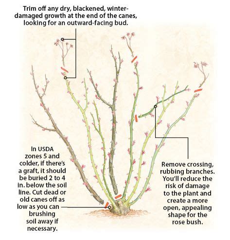 How to prune roses | Pruning roses, Prune, Rose care