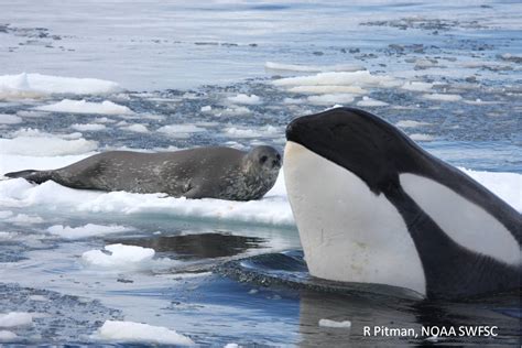 As a pod, killer whales “wave-washed” seals