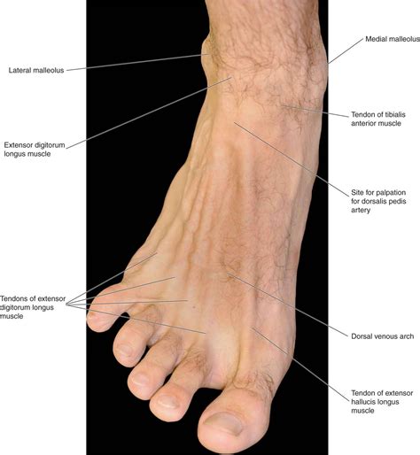 Surface Anatomy Of The Foot