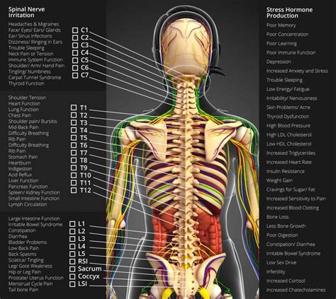 Skillful Apex Paint Catalogue 2020 in 2020 | Nervous system anatomy ...