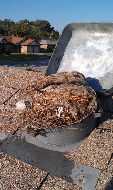 Pin by HomeSafe Dryer Vent Cleaning on Birds Nest Removal | Bird nest, Nest, Birds