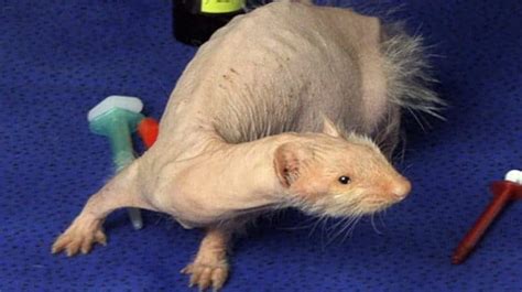 These 17 Bald Animals Will Blow Your Mind